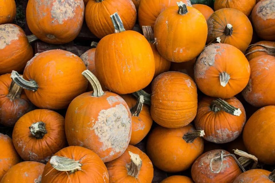 A large pile of vibrant orange pumpkins, some with dirt and white patches, are arranged closely together.